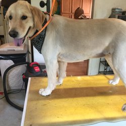 Town & Country Pet Grooming - Summer/puppy cuts