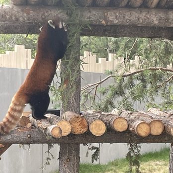 Wilder Institute Calgary Zoo - Red panda - Zoos Near Me - Calgary, Alberta Wilder Institute Calgary Zoo - Red panda - Zoos Near Me - Calgary, Alberta