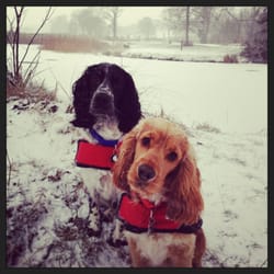 Cusworth Country Park - Winter dog walking