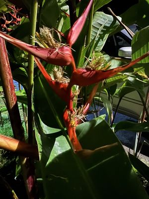 Hanalei Bay Resort by null