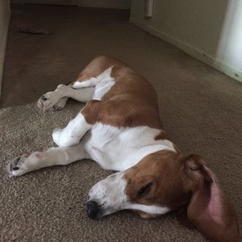 The Pet Nanny - Pet Sitting Near Me The Pet Nanny - Pet Sitting Near Me