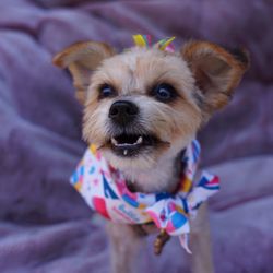 Mo's Groom Room - After haircut