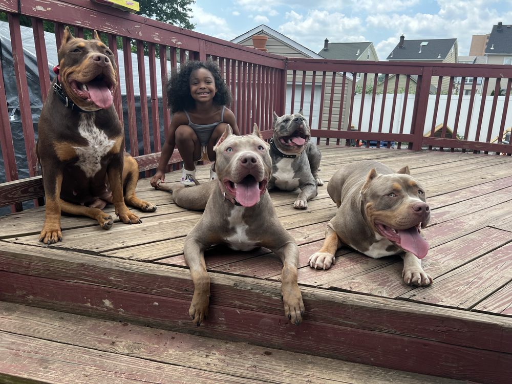 MIRACLEBULLS 14 Photos Linden, New Jersey Pet Boarding Phone