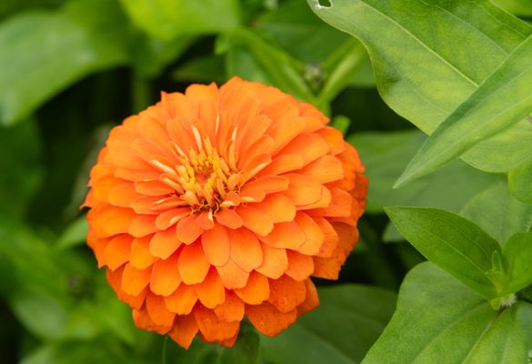 The Butchart Gardens by null