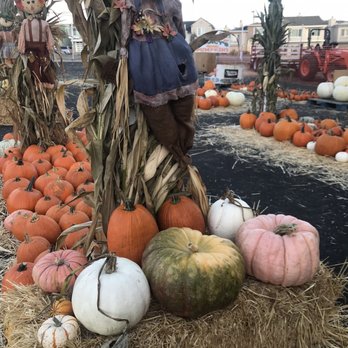 Clancy's Christmas Trees & Pumpkin Patch - Christmas Trees Near Me - San Francisco, California