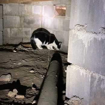 Premier Home Inspections - Had some help in this crawlspace today. - Home Inspectors Near Me - Joplin, Missouri Premier Home Inspections - Had some help in this crawlspace today. - Home Inspectors Near Me - Joplin, Missouri