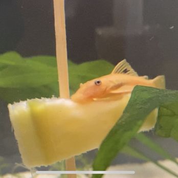 Live Art Aquatics - Short fin lemon blue eye bristlenose pleco - Aquarium Services Near Me - Independence, Missouri Live Art Aquatics - Short fin lemon blue eye bristlenose pleco - Aquarium Services Near Me - Independence, Missouri
