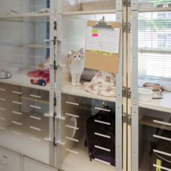 The Cat Clinic