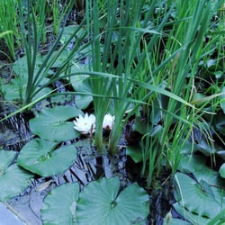 Jardin Botanique Edouard Heckel - L'Espace Eau: Nénuphar, Bambous, Roseaux,....