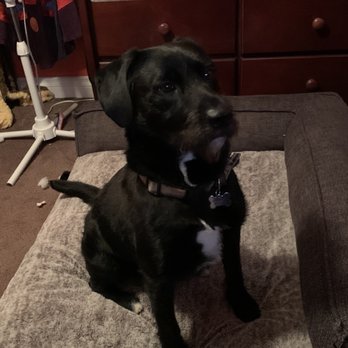 Kaalys Mobile Pet Grooming - Our baby boy Oslo!! - Pet Groomers Near Me - Vista, California