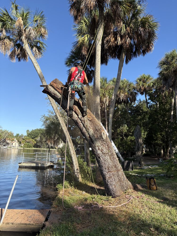 Climb High Tree Care - tree service in Land O Lakes, FL