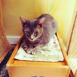 Cat Angels in Fernandina Beach gift card