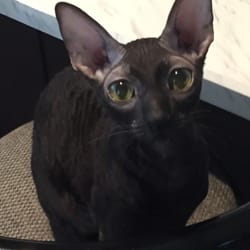 Lisa’s Pet Sitting Service
