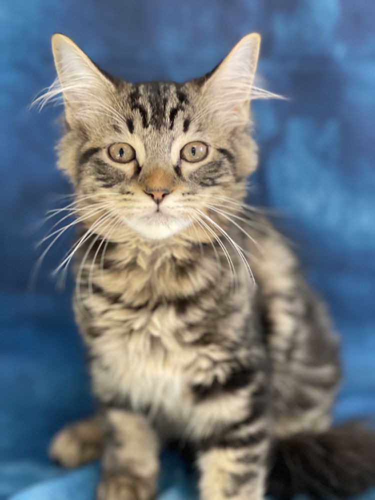 ANIMAL HEALTH CARE CLINIC Updated September 2024 19 Photos & 46