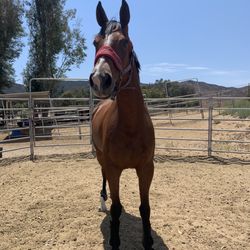 Blossom Hill Ranch