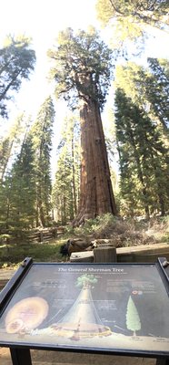 General Sherman Tree by null