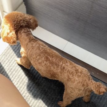 Ironmaya Pet Grooming - Pet Groomers Near Me - Arcadia, California Ironmaya Pet Grooming - Pet Groomers Near Me - Arcadia, California