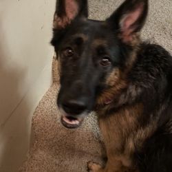 Peaceful Pets Services - Daisy after getting spoiled by Peaceful Pets