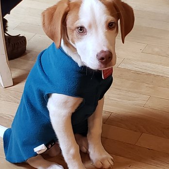The Pawprint Market - Pet Stores Near Me - Darien, Connecticut