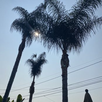 Someguyz Tree Care - Clean and healthy. - Tree Services Near Me