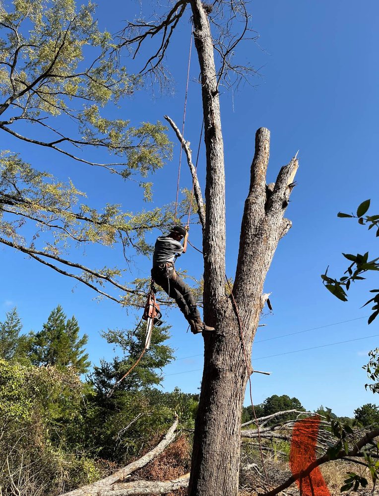 Eco Tree Service - tree service in Houston, TX
