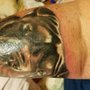Photo of Elysian Ink