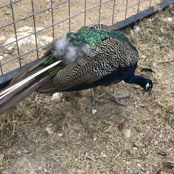 Austin Zoo - They wander all over the Zoo. It's really nice! - Zoos Near Me - Austin, Texas