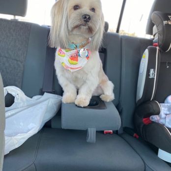 Dandee Dog Grooming - After her Dandee appointment! Total model! - Pet Groomers Near Me - San Diego, California Dandee Dog Grooming - After her Dandee appointment! Total model! - Pet Groomers Near Me - San Diego, California