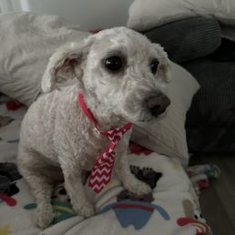 Kitsy with her fresh haircut Kitsy with her fresh haircut