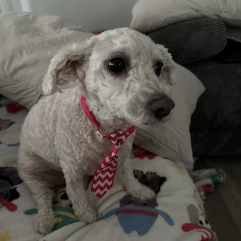 Discount Pets - Kitsy with her fresh haircut - Pet Groomers Near Me - Santa Ana, California Discount Pets - Kitsy with her fresh haircut - Pet Groomers Near Me - Santa Ana, California