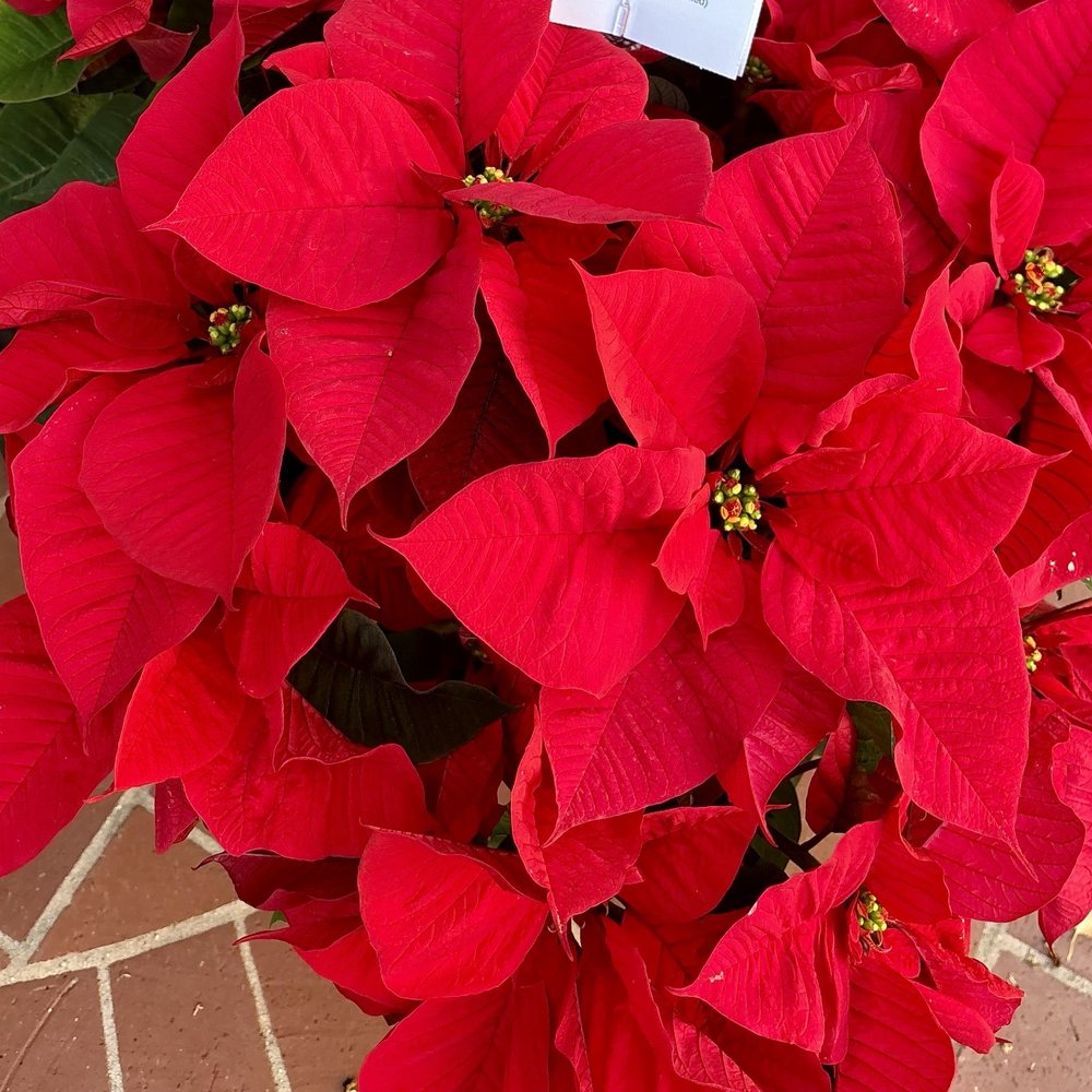 Beautiful poinsettia!! Beautiful poinsettia!!