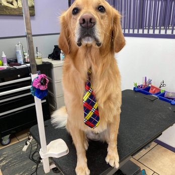 Bark Place Grooming - Pet Groomers Near Me - Las Vegas, Nevada