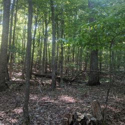 Appalachian Tree Specialist - Timber management and disease control