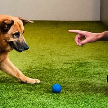 Priceless Pet Services - Pet Sitting Near Me - New York, New York Priceless Pet Services - Pet Sitting Near Me - New York, New York