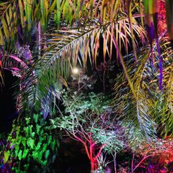 Night Lights in the Garden