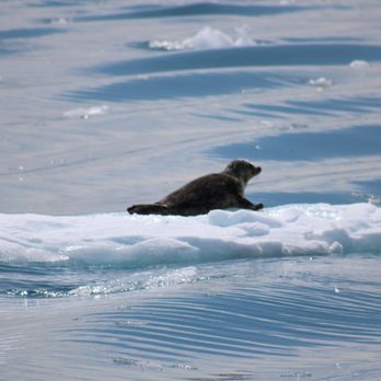 Kenai Fjords Tours - Boat Tours Near Me - Seward, Alaska