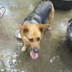 Friends of Paws Parks - Molly just wanted to chase tennis balls!!