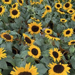 Alsip Home & Nursery