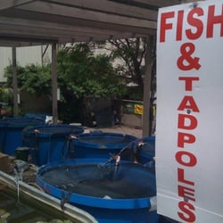 Highlands Garden Center - Highlands Garden Center & Nursery - Buy Fish, Koi & Tadpoles