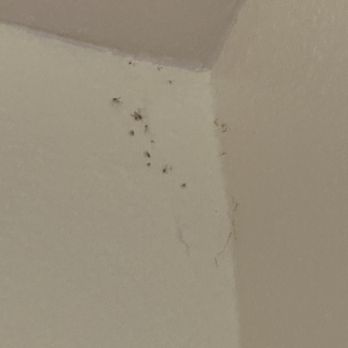 Abiquiu Inn - Bugs in cobwebs - Hotels Near Me - Abiquiu, New Mexico