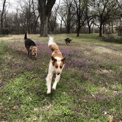 Case Community Park - My dogs enjoying an open area by the BMX track.