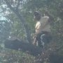 Photo of Brandon trees