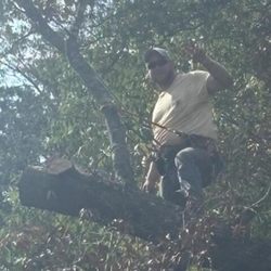 Brandon trees