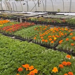 Golden Acres Farms - Del lugar
