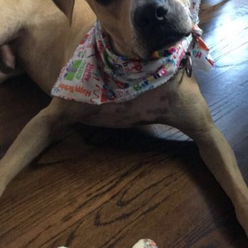 Salon Dog - Bowie after his birthday spa treatment. They even gave him a cookie! - Pet Groomers Near Me - Chicago, Illinois Salon Dog - Bowie after his birthday spa treatment. They even gave him a cookie! - Pet Groomers Near Me - Chicago, Illinois