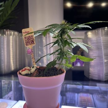 Blazed Bakery - Cafes Near Me - Chicago, Illinois