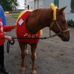 Ridge Meadow Horse Farm - My horse winny