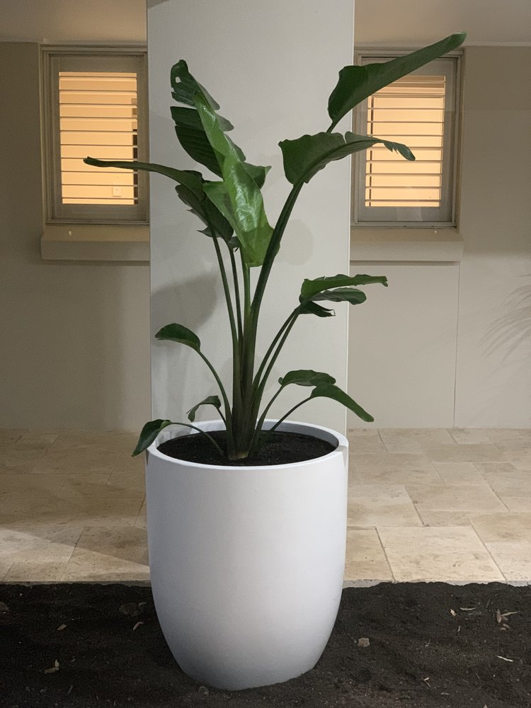 PARKLEA POTS & PLANTS Updated August 2024 601 Sunnyholt Rd, Parklea