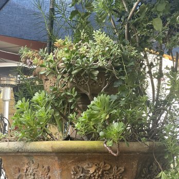 Backyard Brew - Coffee & Tea Near Me - Palo Alto, California