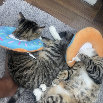 Amazing Small Animal Practice - My babies with their donuts as they would not stop licking their wounds after surgery. - Veterinarians Near Me - Gardena, California